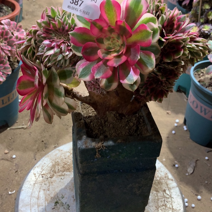 387倾城缀多肉植物特价