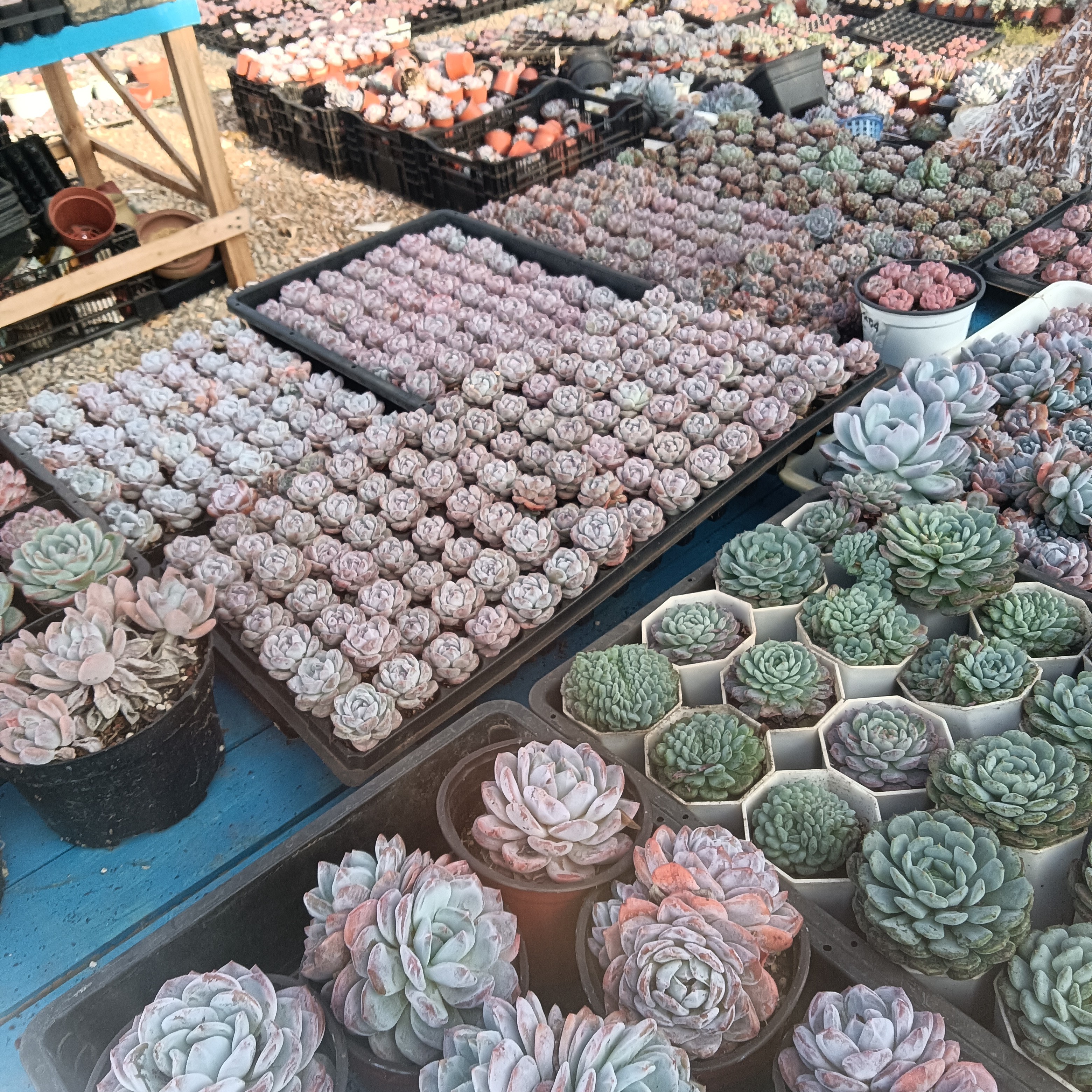 橙梦露冰玉吉娃娃多肉植物