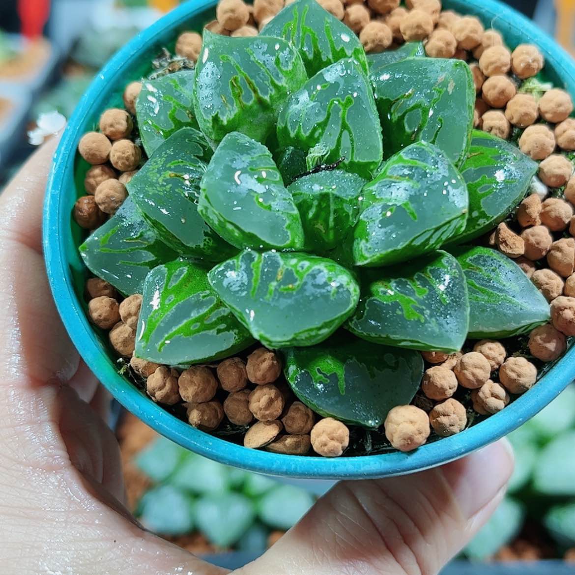 【闪购商品】绿焰寿