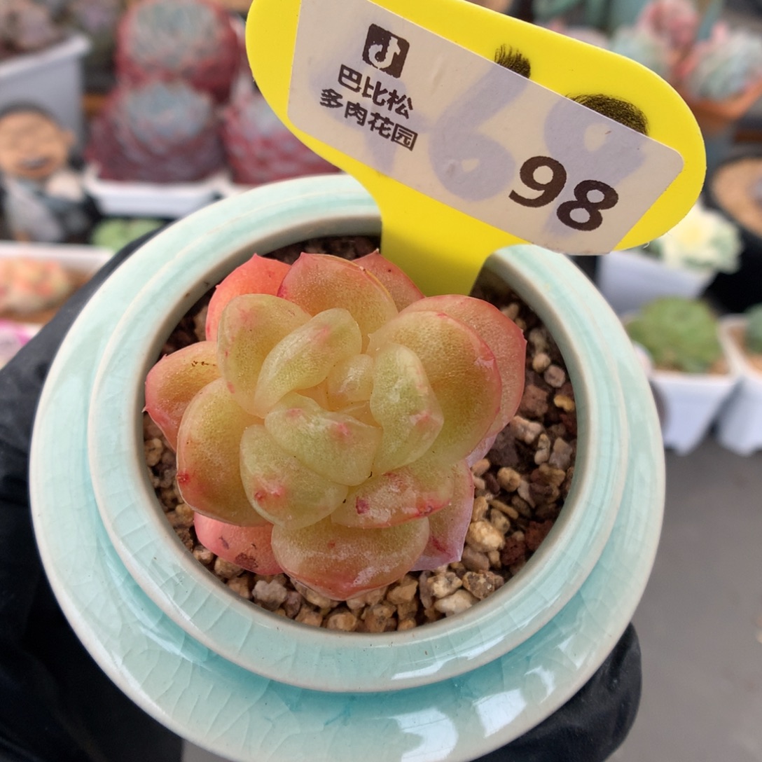 98 香槟冰玉石化多肉