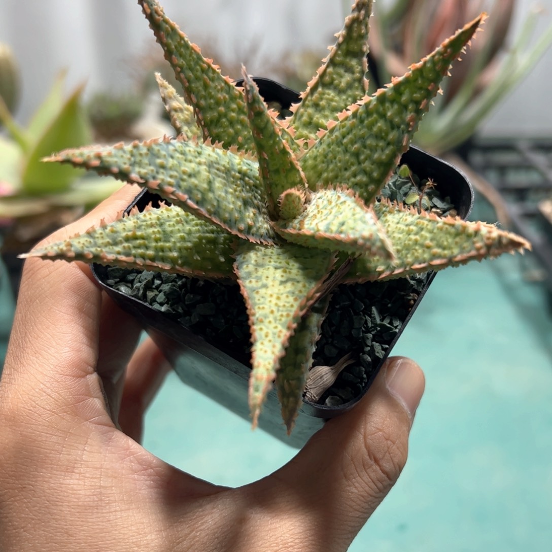 实生园艺芦荟脱土发货