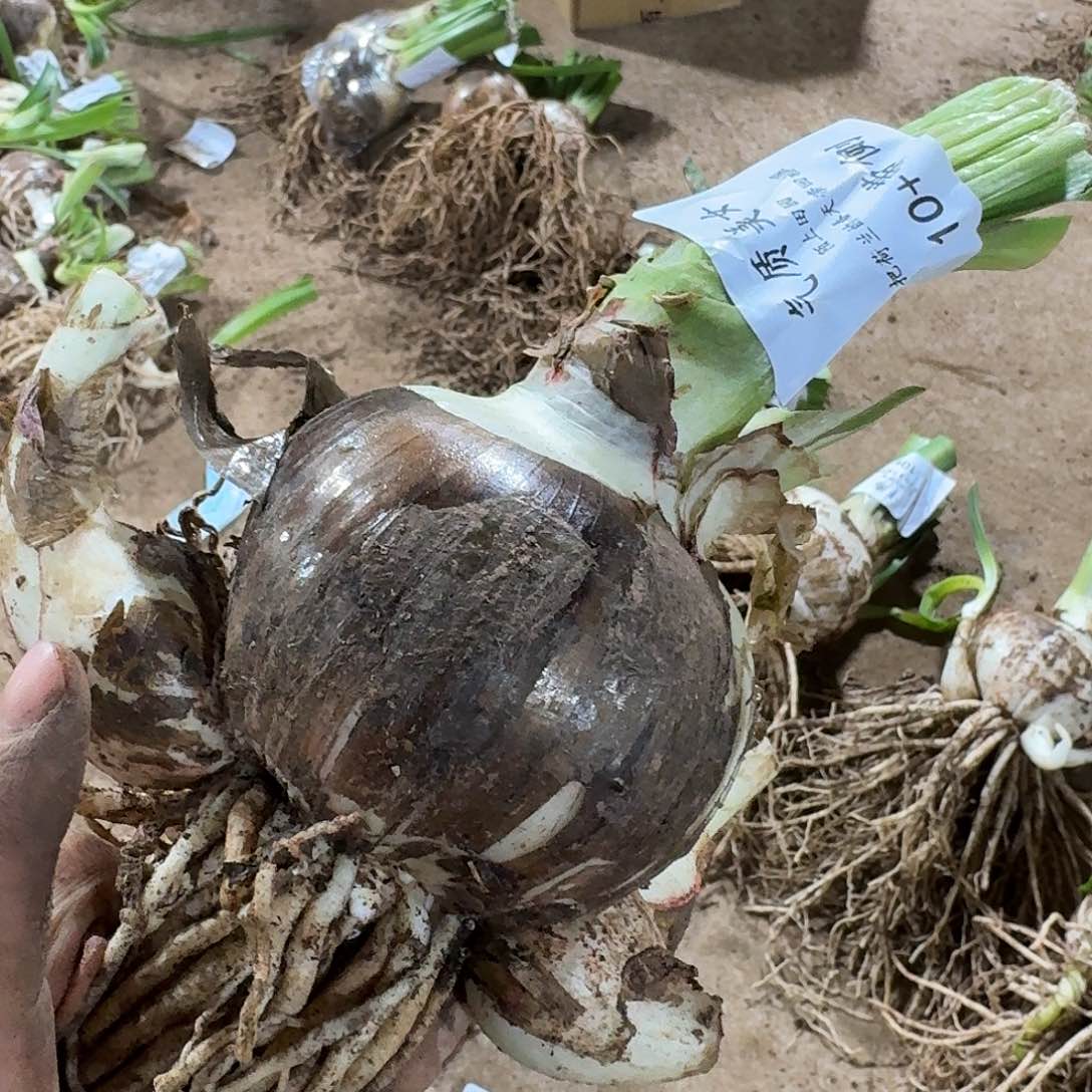 闪购10+带侧开花球发发发