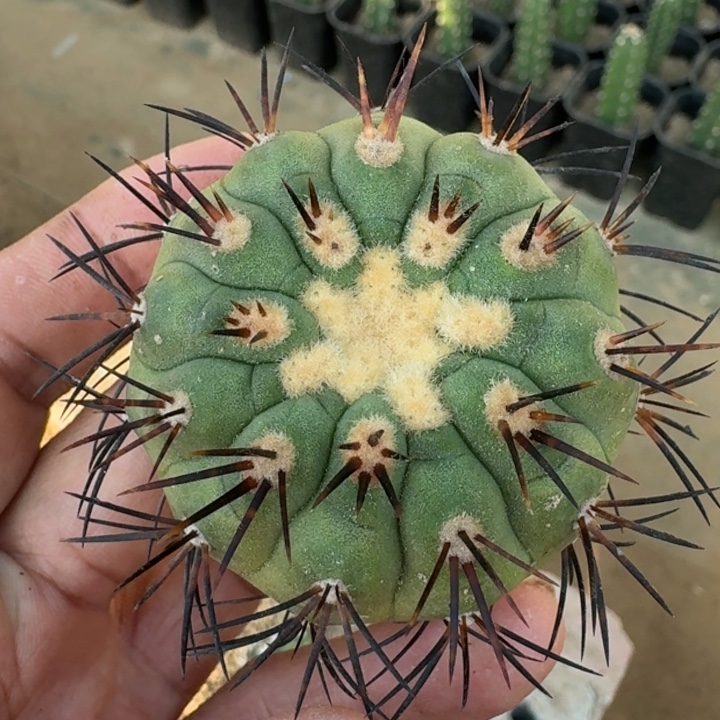 橘刺鬼神龙无根5555555