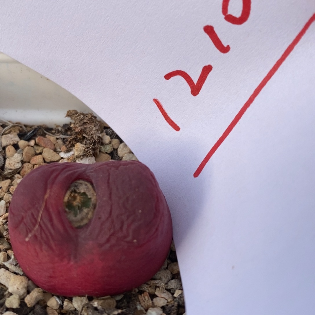 12102一个一个一个