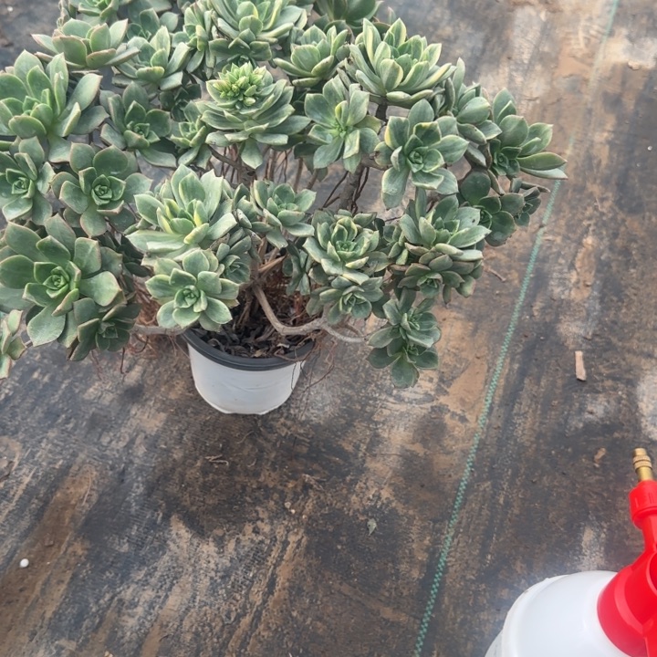 白金两单包邮。          