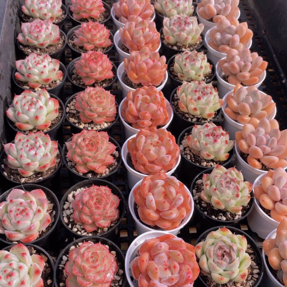 量拍82号 精美组合多肉单头5个