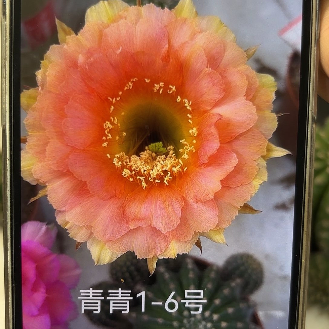 彩草1-6号7公分左右