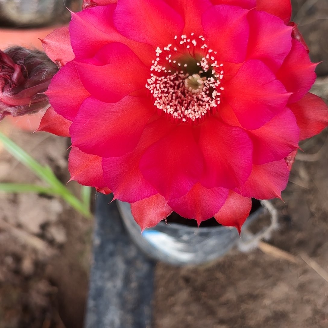 671 实生脱花脱土瑕疵