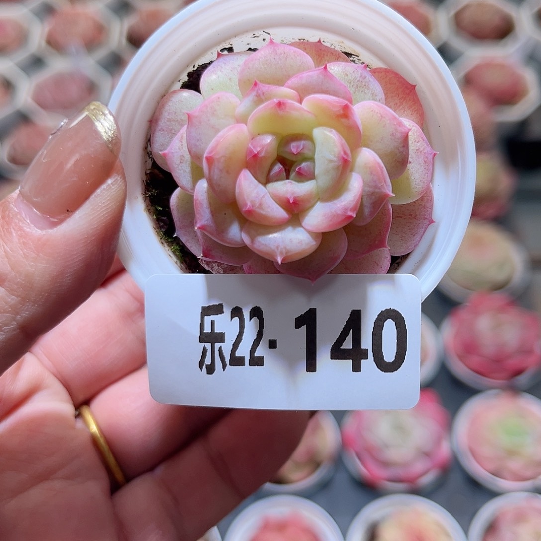 乐22-140 柔情单头