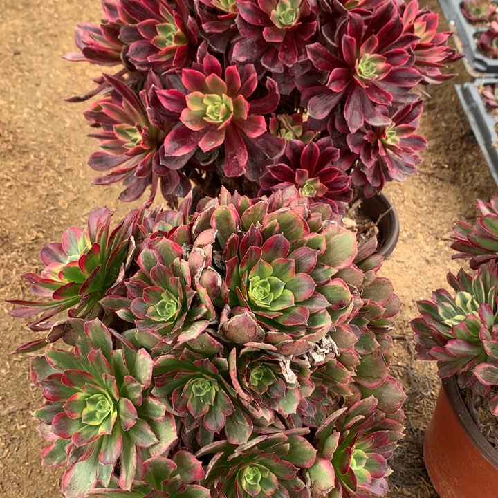 465多肉植物一物一拍