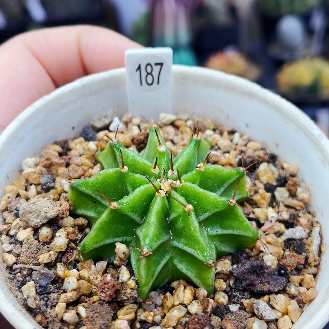 非偏远地区满25包邮仙人球