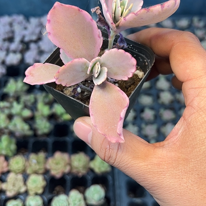 墨***猫不死鸟 满10颗包邮