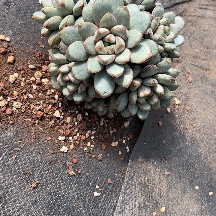 【闪购商品】葡萄群多肉植物