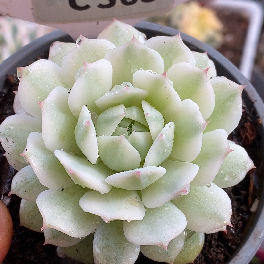 365静夜哈哈哈哈哈