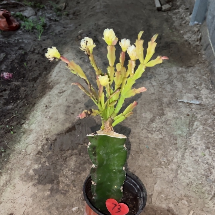 庄***当前无花栽培后可以开花052  73