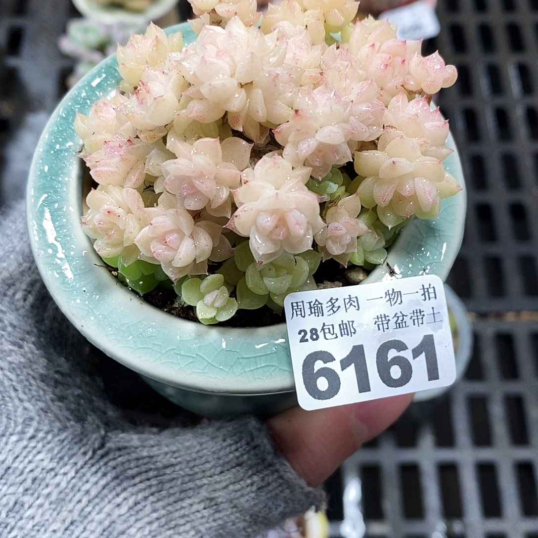 5厘米盆精控多肉6161