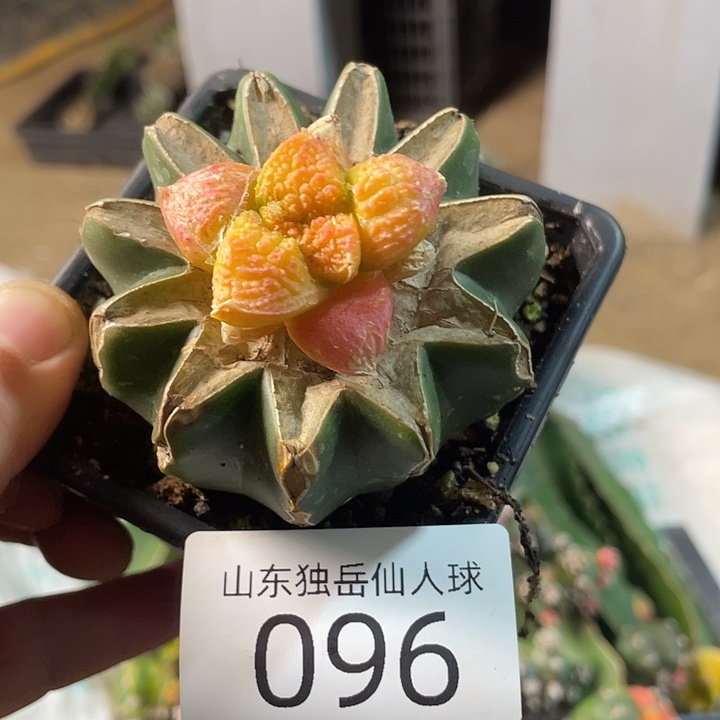 完全开放096仙人球哥斯拉花锦