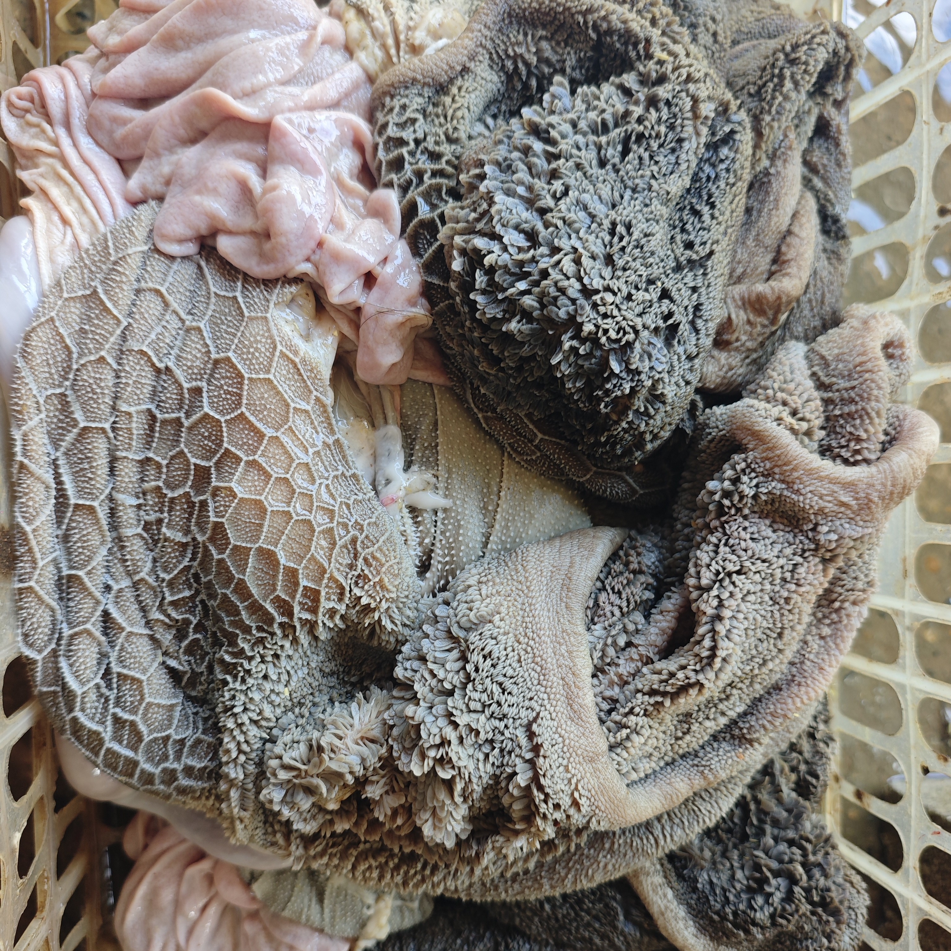 黑山羊羊肚羊杂现场称重一物一拍黑山羊肉现杀现卖黑山羊羊肉