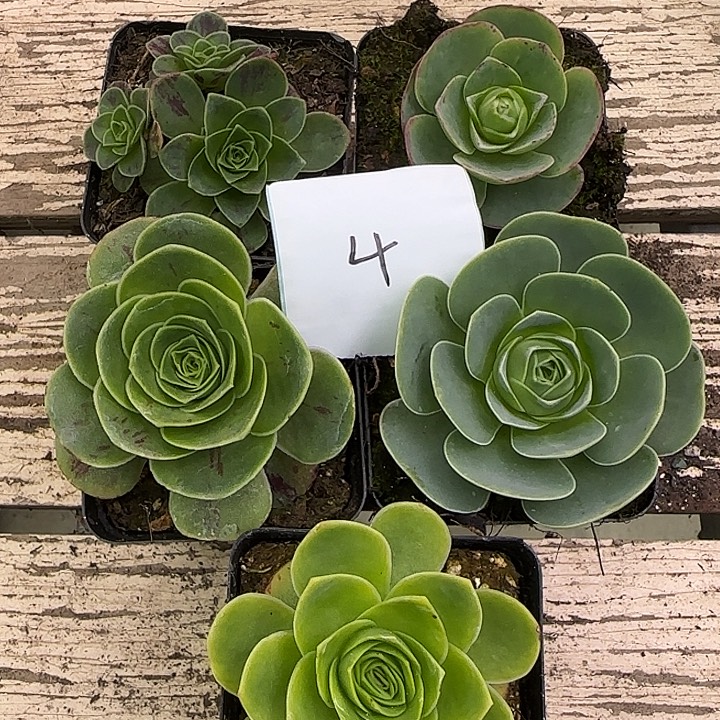 山地玫瑰一物一拍带盆发，4号