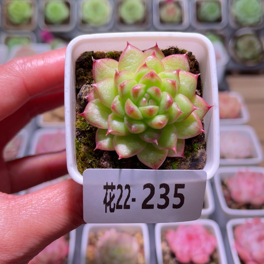 花利美22-235绿水鬼