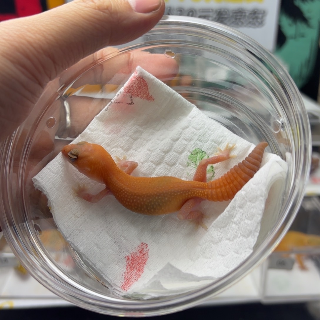 肥尾守宫橘无妹妹V024