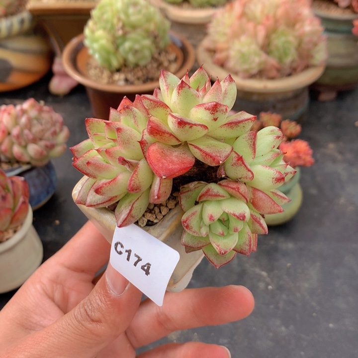 一物一拍满38包邮C174