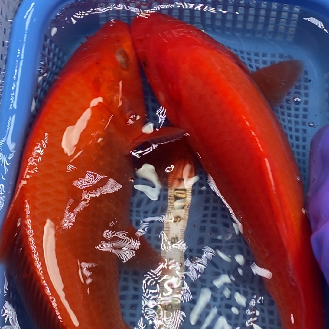 锦鲤冷水锦鲤包邮