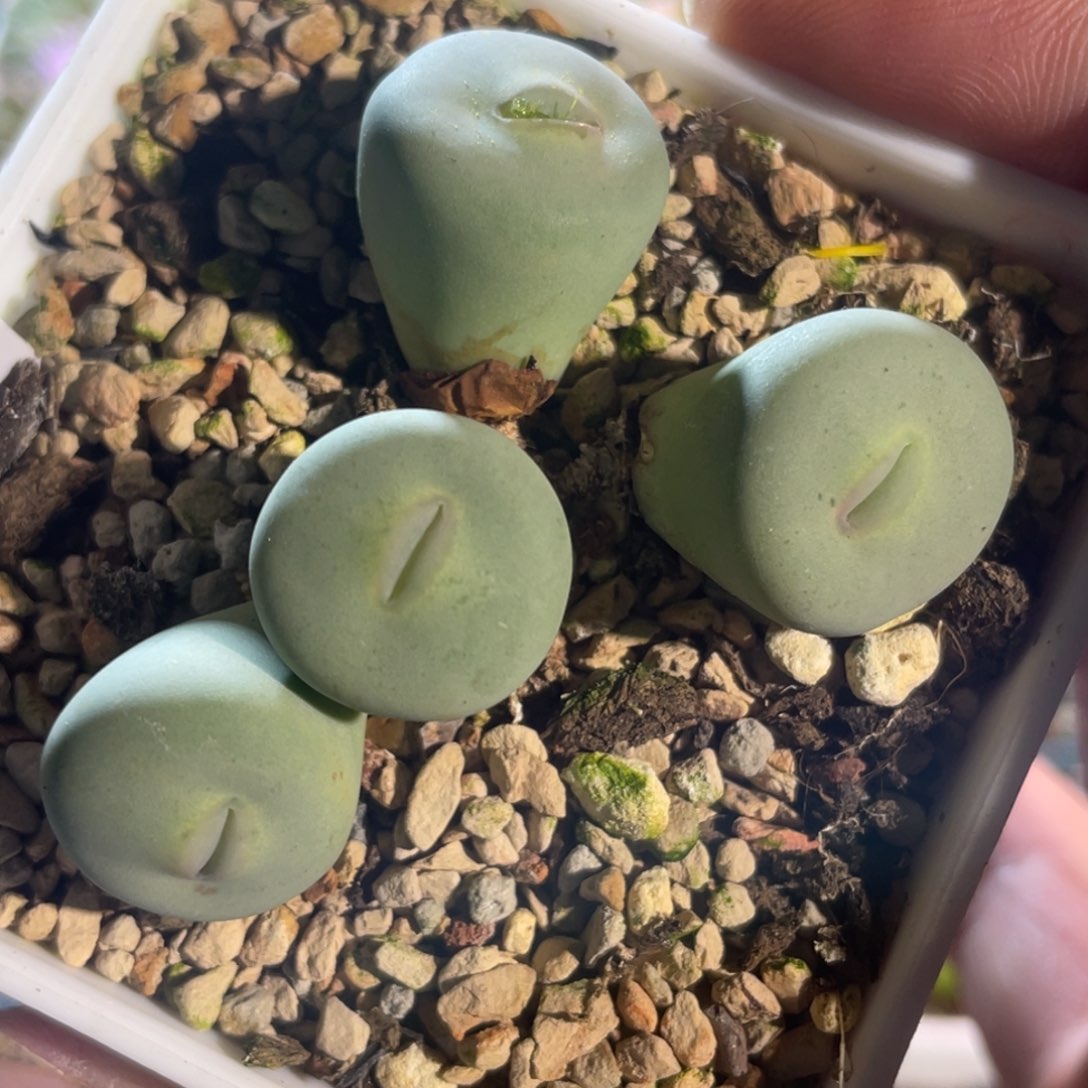 大型红嘴嘟嘟嘴植物一物一拍