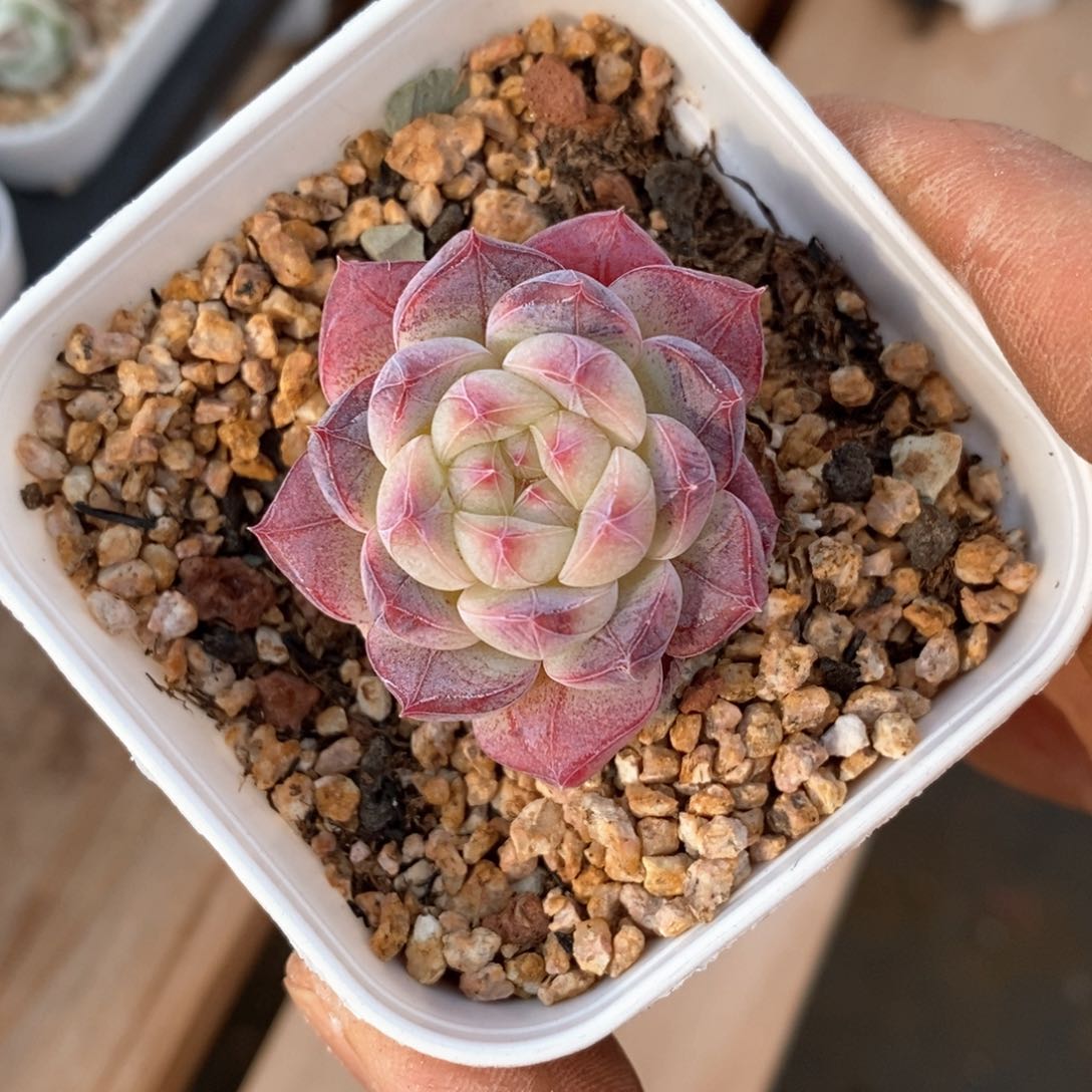 精品多肉一物一拍不包整12