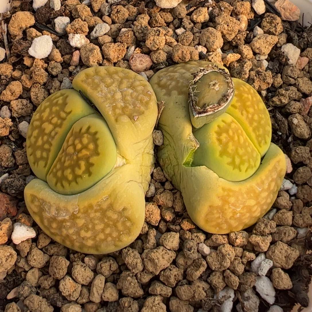 黄巴黎8年母本多肉植物百科