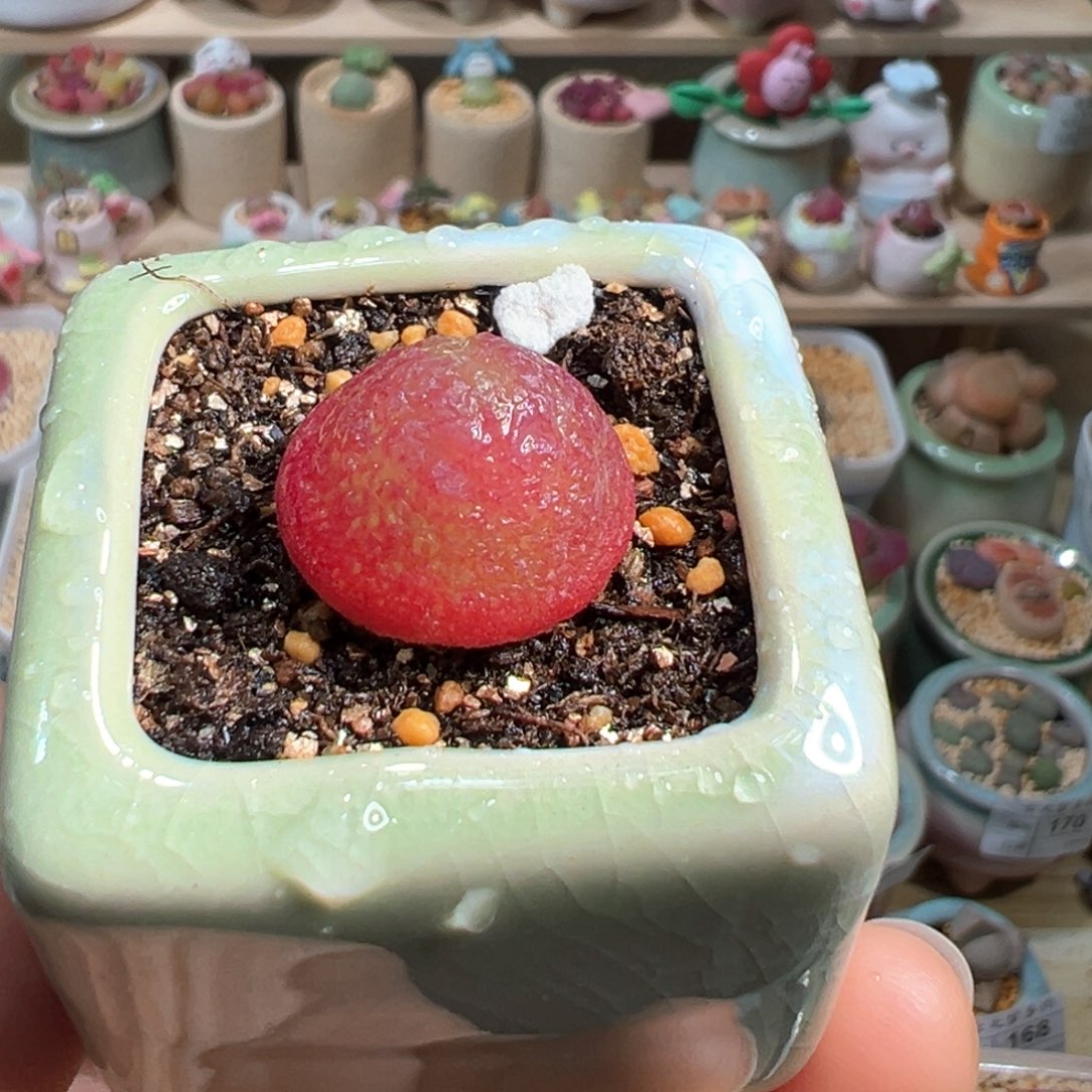 多肉植物203号灯泡