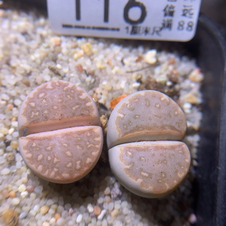  精品生石花29.116白梦泽