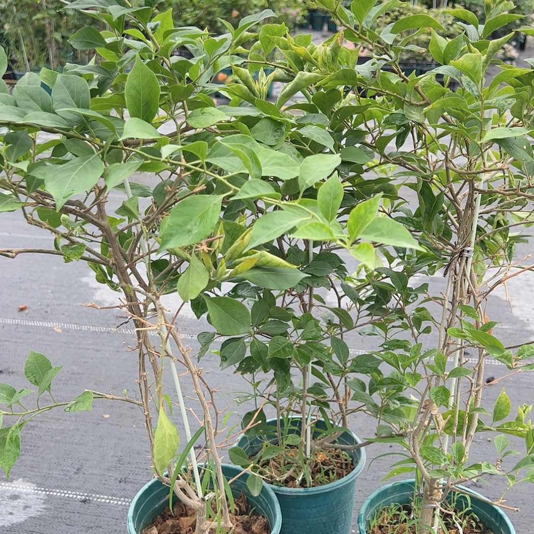 大部分开放少量花苞酒红一棵