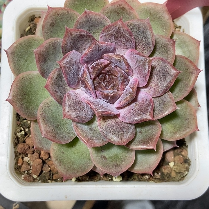 多肉植物水晶1419