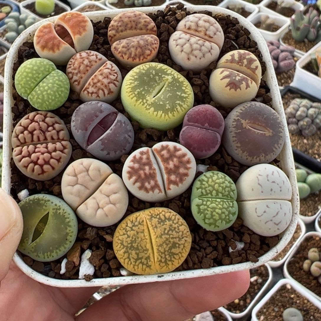 751多肉植物种类多样