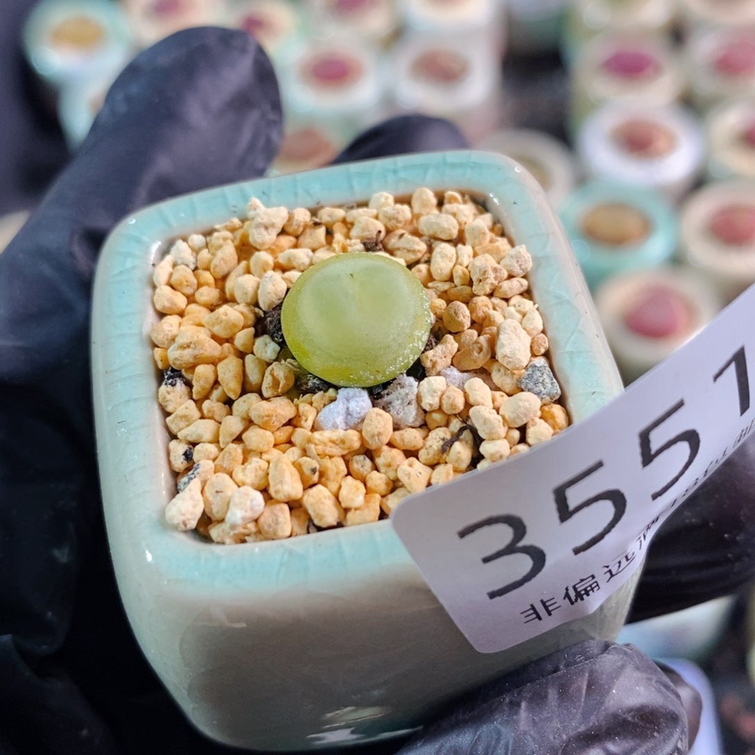 3551-一物一拍 带盆