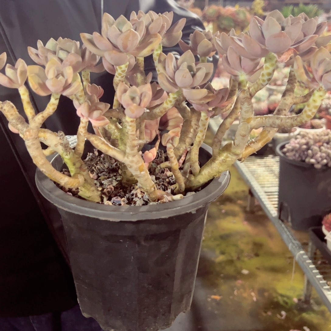 冬美人大黑高盆多肉植物