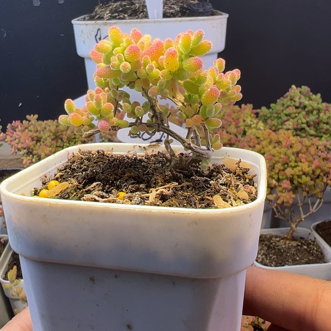 枝干 枝干 枝干 枝干