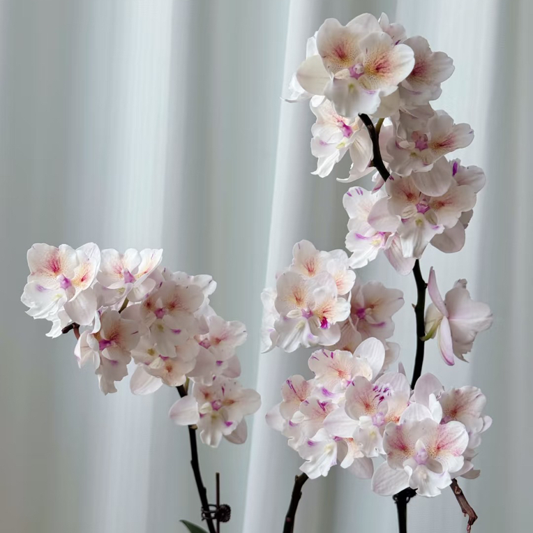 4.5杯斯华诺大婚纱（两眼）蝴蝶兰室内绿植花卉简单好养