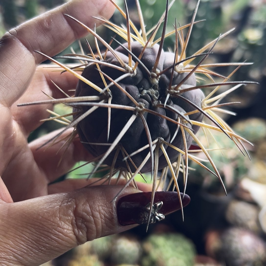 肤刺天平仙人球111111111