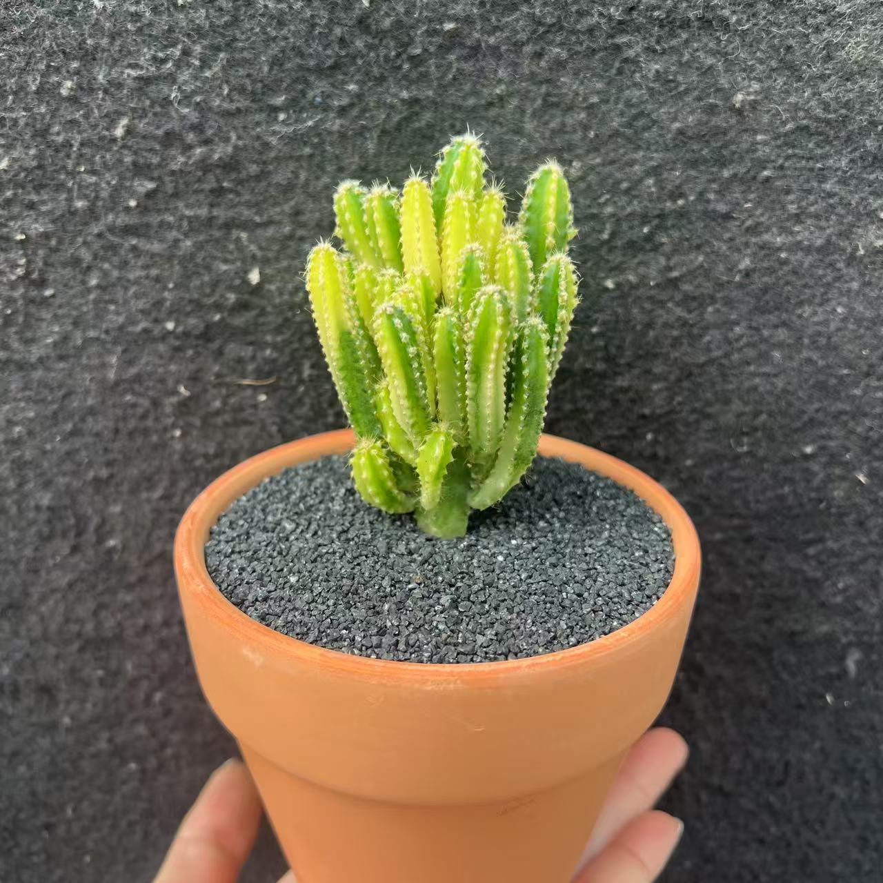 （满18包邮）锦 万重山锦 仙人掌裸根发货