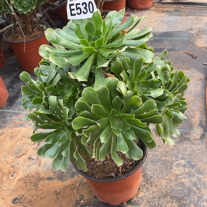 530原始绿不包断枝