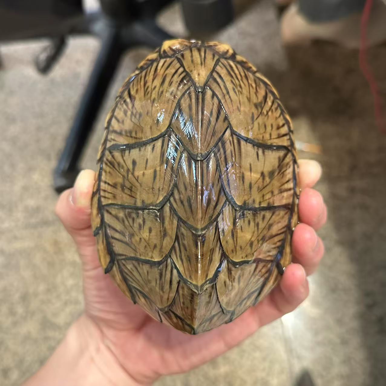 剃刀龟  公   背甲长12.7cm