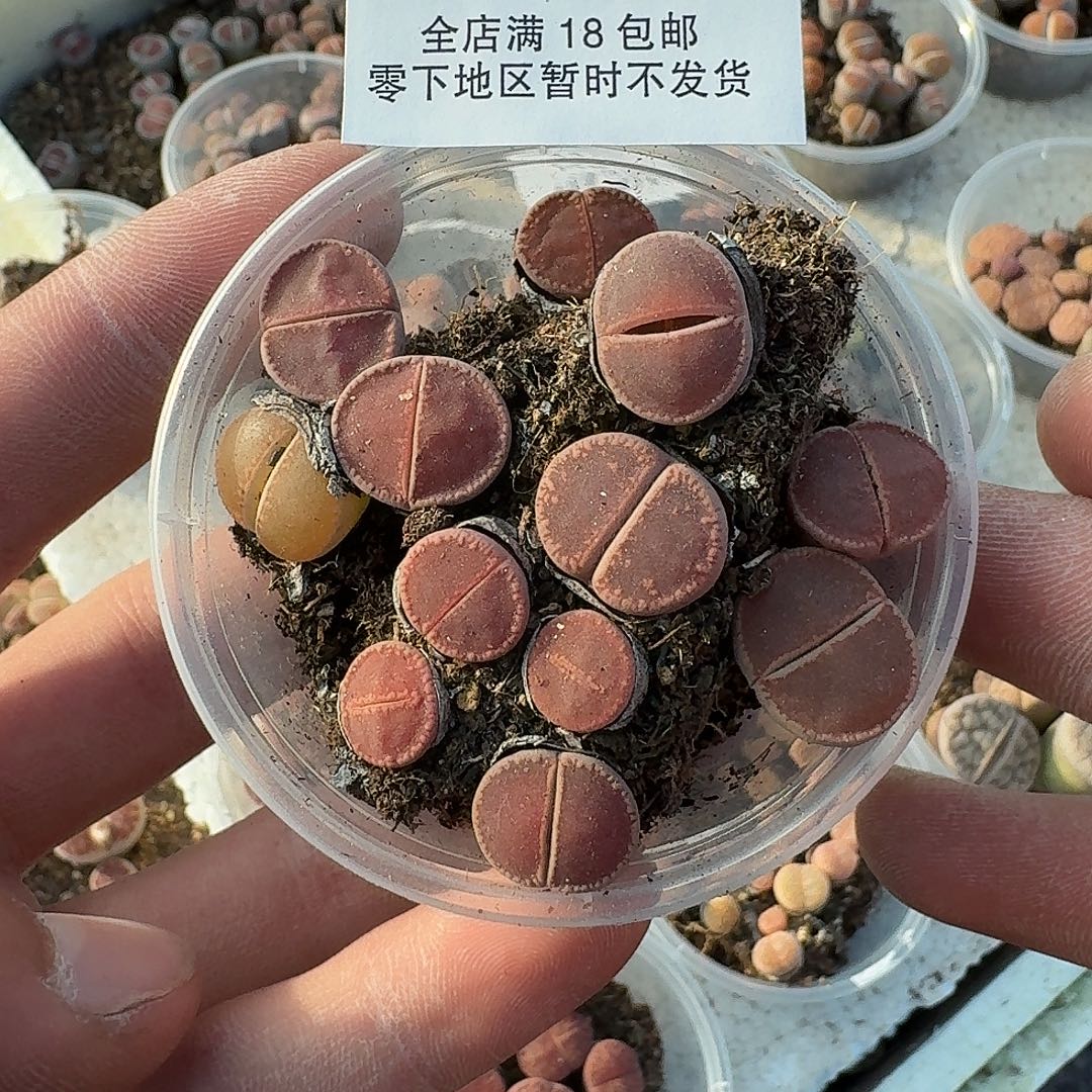 1152 哈哈哈哈哈哈哈