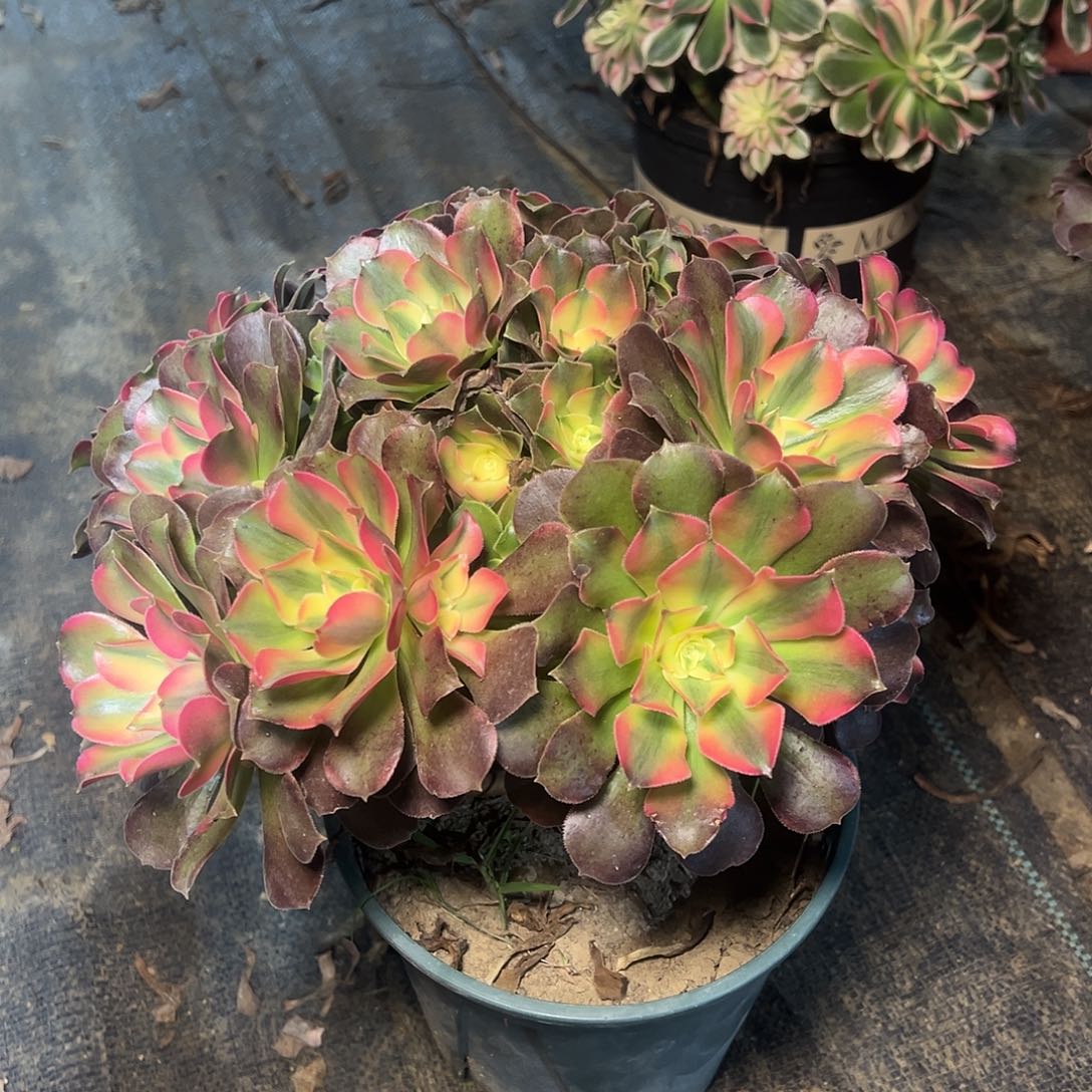 140多肉多肉多肉多肉多肉