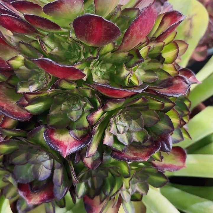 多肉植物福利1810