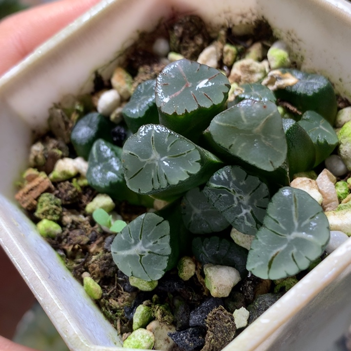 紫万象带盆土发货