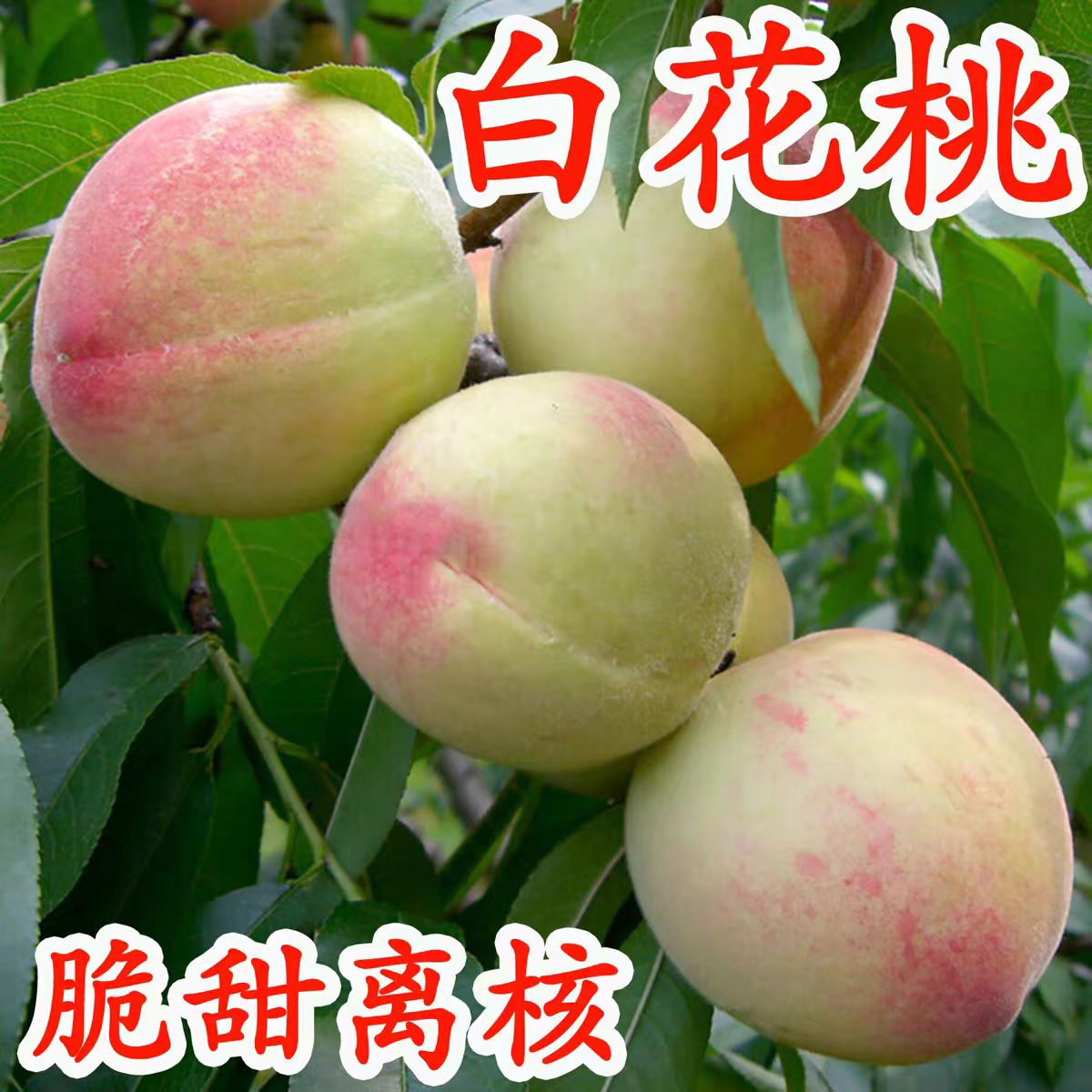 正宗湖北农家种植百花桃