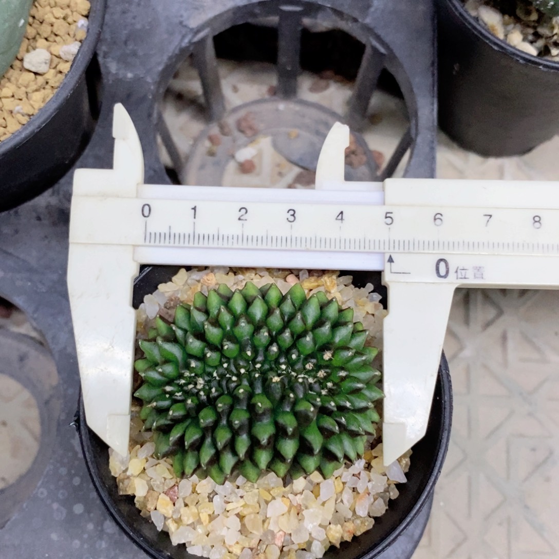 仙人球实生貘缀漂亮