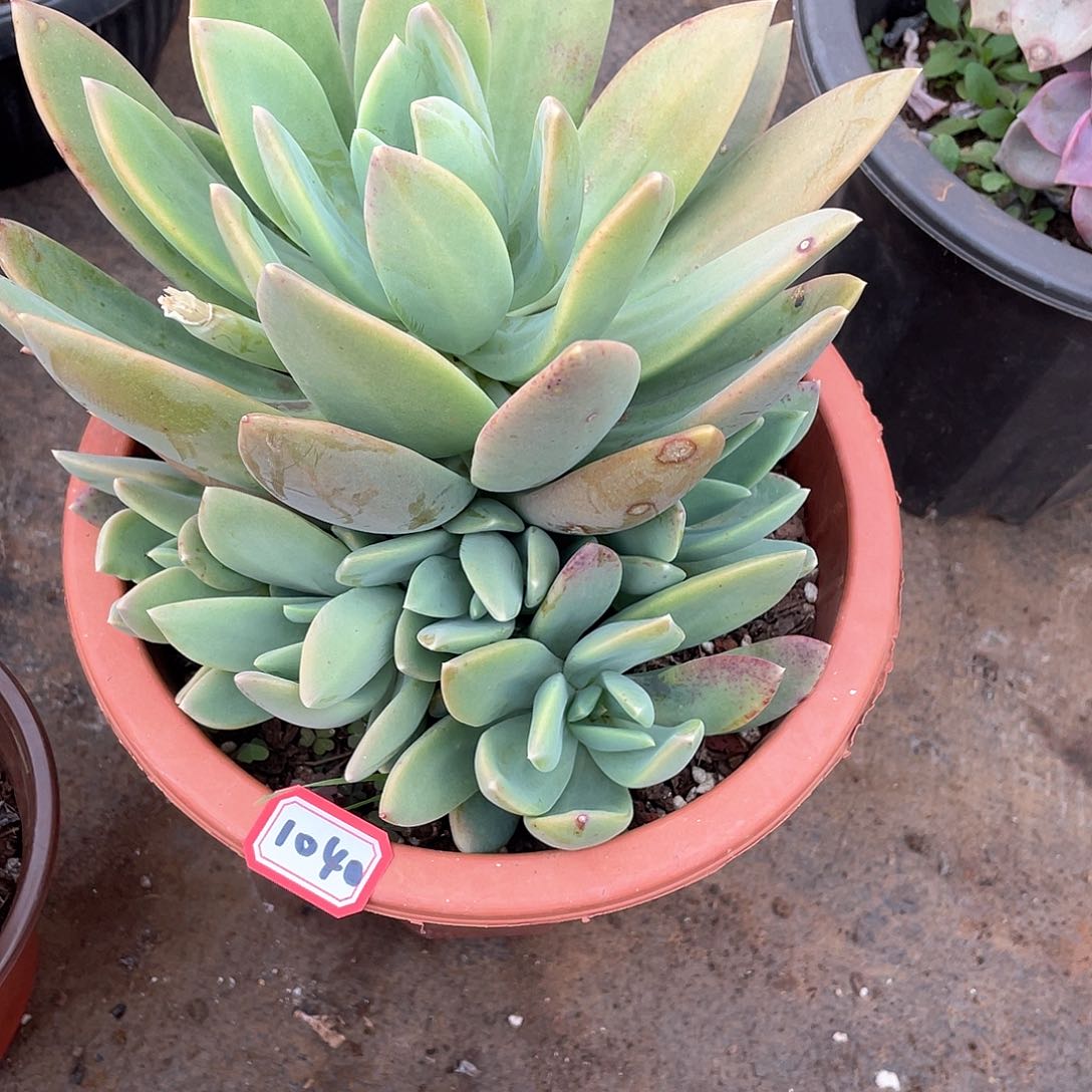 1040海洋之歌 一物一拍多肉